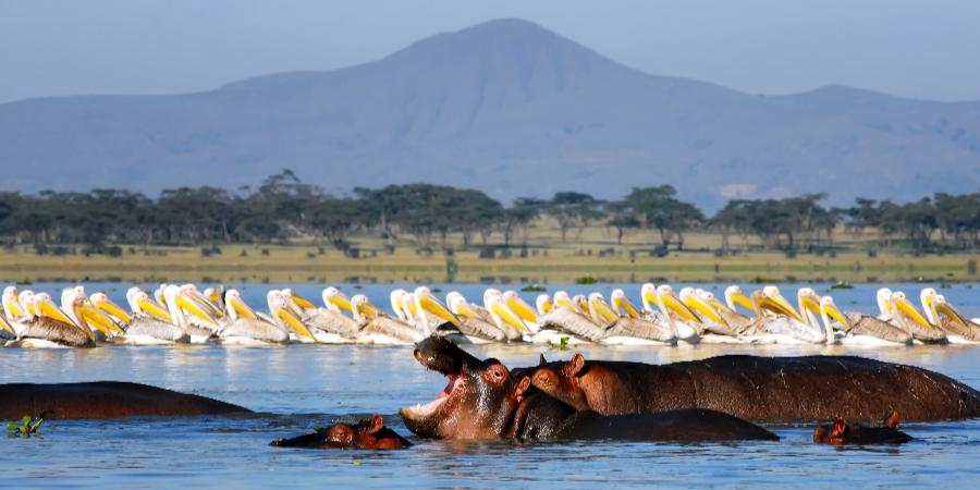 Lago Naivasha, Kenya