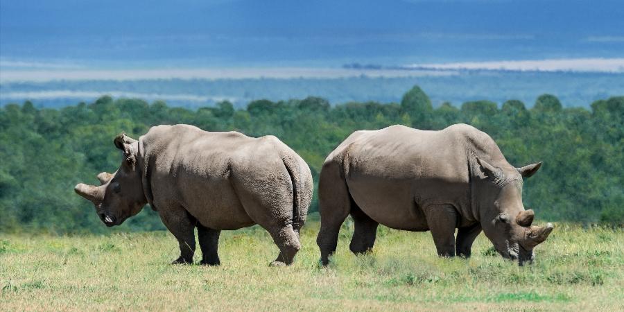 Rinoceronti della Tanzania